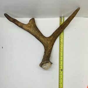 Naturally Shed Wild Moose Antler Horn Knife Carving Dog Chew Taxidermy Craft DIY